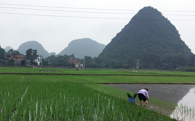A farmer is waorking in the rice paddy at Guilin area