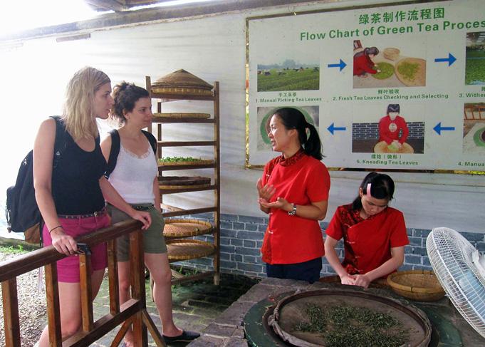 Guests cycled to the tea farm areas and learning about Chinese tea production. 